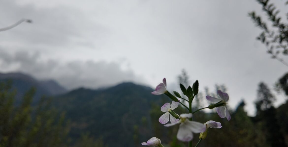 An October in White in the Mountains!