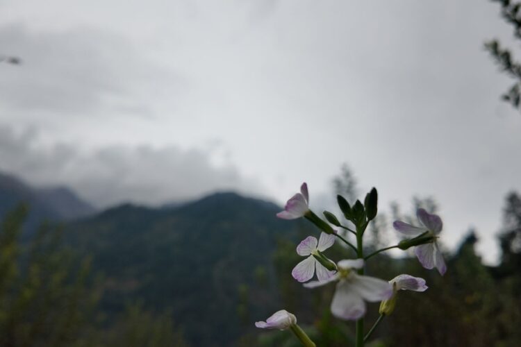 An October in White in the Mountains!